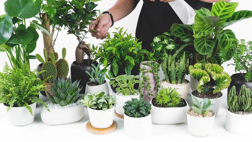 Cách Thu Hút Tài Lộc Buôn Bán Hiệu Quả Và Thịnh Vượng